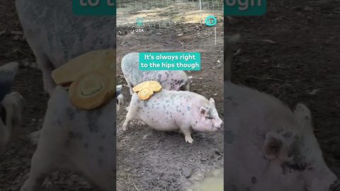 Glazed Buns Stick To Pig Rump || ViralHog Shorts