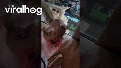 Squirrel Hides Walnut in Woman's Hand || ViralHog