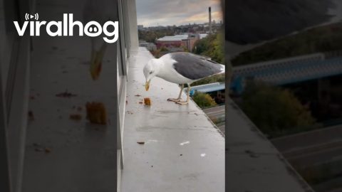 The Gull's Takeout Order Is Mooncake || ViralHog