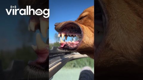 Dude's Toothy Grin Out The Car Sunroof || ViralHog