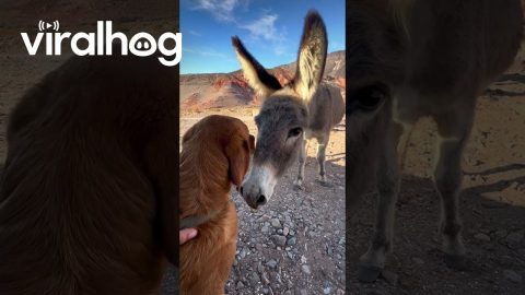 Wild Donkey Visits Dog at Campsite || ViralHog