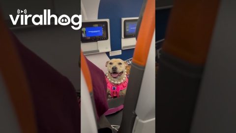 Elegant Dog Dressed for the Plane || ViralHog