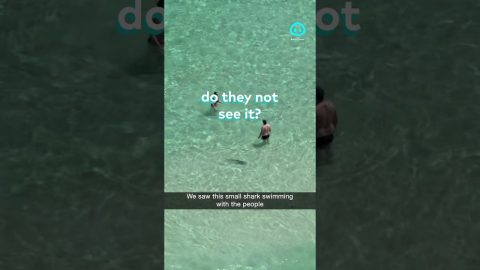 Small Shark Swims Among Beachgoers || ViralHog Shorts