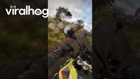 Typical Traffic in the New Zealand Countryside || ViralHog