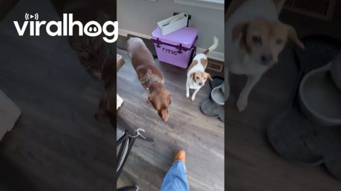 Dramatic Dog Fakes a Limp for Attention || ViralHog
