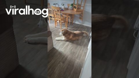 Dog Brings Home His Own Pet Hedgehog || ViralHog