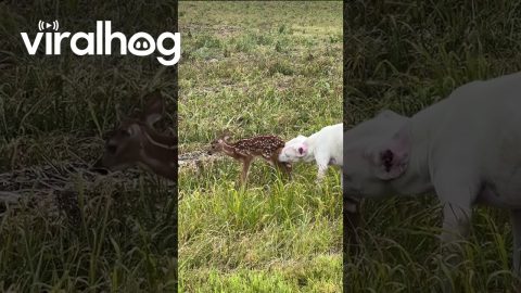Lone Fawn Bonds With Friendly Dog || ViralHog
