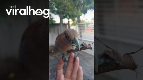 A Wild Bird Showed Me His Catch || ViralHog