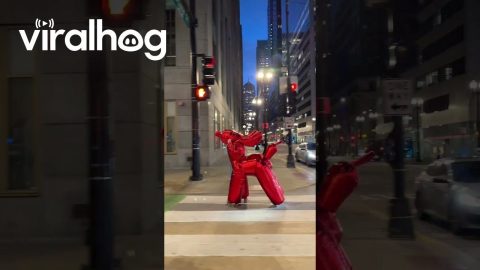 Balloon Animal Halloween Costume || ViralHog