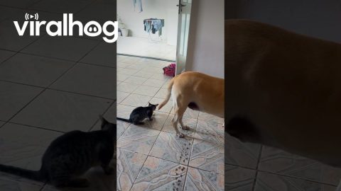 Pets Line Up For Drinks Of Water || ViralHog