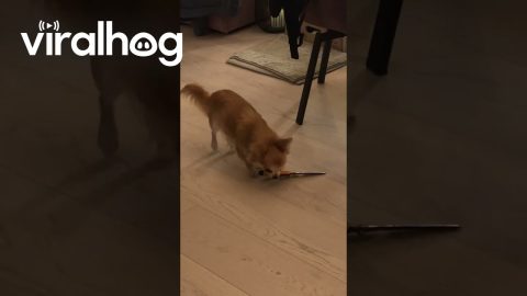 Chihuahua Up to No Good With Scissors || ViralHog