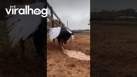 Digging Trenches Gives Pup Wings || ViralHog