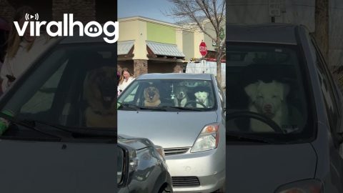 The Prius Has Never Looked Cooler || ViralHog