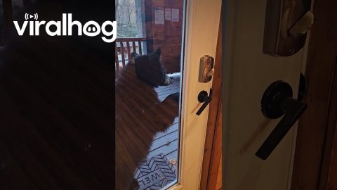 Gatlinburg Bears Boldly Attempt Break-In || ViralHog
