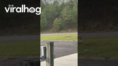 Flipping Frenchie Chases a Deer || ViralHog