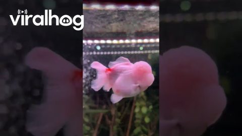 Pink Oranda Goldfish || ViralHog