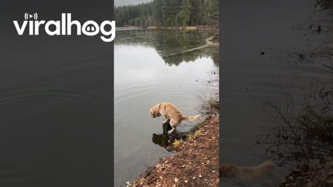 Golden Retriever Struggles To Stand On Stump || ViralHog