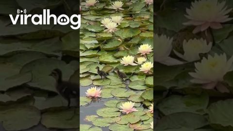 A Pair of Ducklings Walking Across Lily Pads || ViralHogv