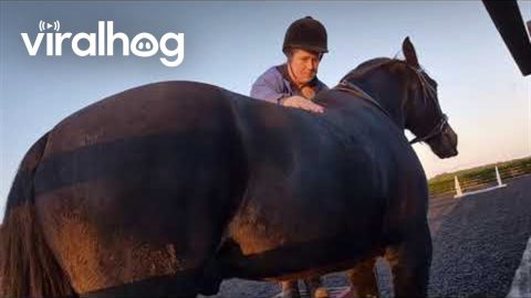 Horse Objects To Bareback Ride || ViralHog