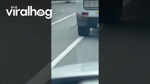 Snake Hitching a Ride || ViralHog