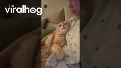 Catching Up With My Cat After a Long Day || ViralHog