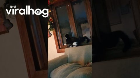 Cat Zoomies Takes Down Window Screen || ViralHog