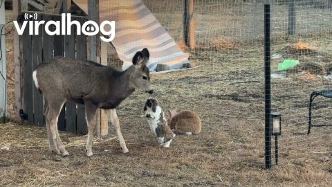 A Real-Life Bambi and Thumper Moment || ViralHog