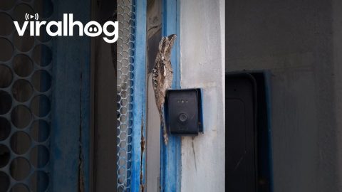 Potoo Bird Meditates On Residential Entrance Gate || ViralHog