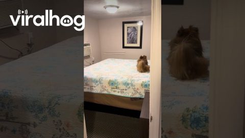 Dog Rolling on Hotel Bed || ViralHog