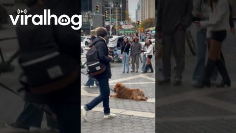 Lazy Dog Refuses to Leave Columbus Circle in NYC || ViralHog