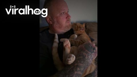 Cute Orange Cat Grooms Owner || ViralHog