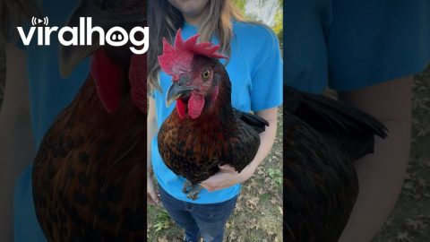 Chicken Has Hearts Pattern On Chest Feathers || ViralHog
