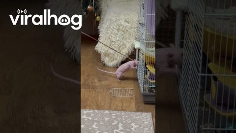 Rat Takes Tinsel to Decorate Its Home || ViralHog