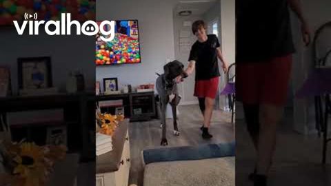 Great Dane Gets His Favorite Human || ViralHog