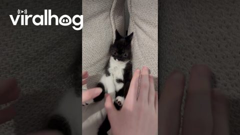 Kitten Falls Between Couch Cushions || ViralHog
