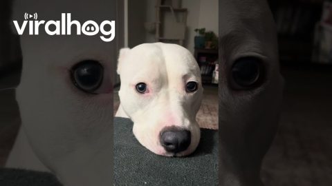 Rosalina the Pittie Giving a Piece of her Mind || ViralHog
