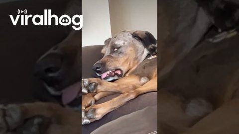 My Dog is an Active Dreamer || ViralHog