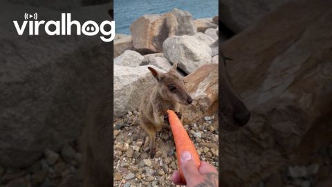 Wallaby Eating a Carrot at the Beach || ViralHog