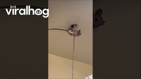 Rat Clings to Bathroom Ceiling to Escape Rat || ViralHog