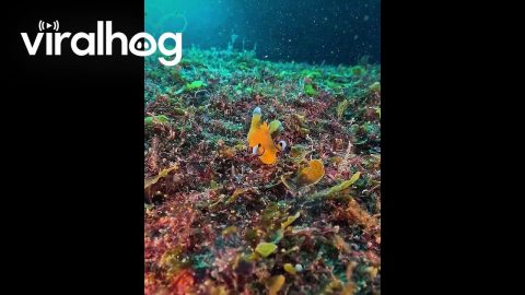 Pikachu of the Sea || ViralHog
