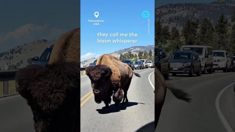 Bison Whisperer || ViralHog Shorts