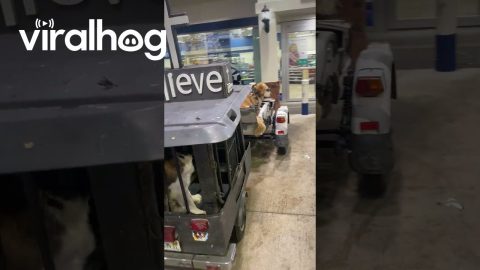Dog Packs Rides Along In Motorcycle Sidecar || ViralHog