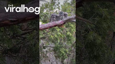 Grumpy Frogmouth Bird Family || ViralHog