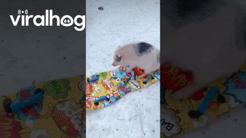 Pigs Sledding! || ViralHog