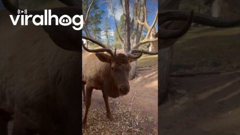 Bull Elk Snacks On Fallen Leaves || ViralHog