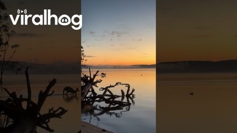 Surreal Sunrise Moment as Kangaroo Hops Across Water || ViralHog