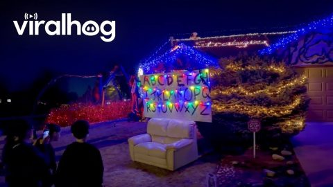 Stranger Things Christmas Light Display || ViralHog