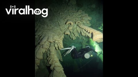 Bell-Shaped Stalactites in Mexico's Cenote Zapote || ViralHog