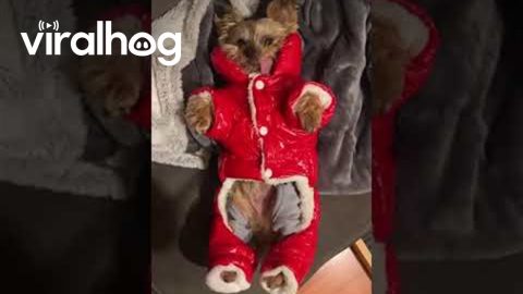 Bundled-Up Gizmo Is Ready To Go || ViralHog