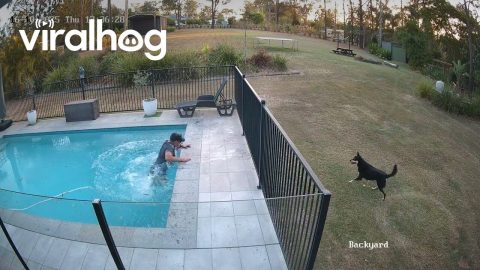 Distraction While Leaf Blowing Leads To Swimming Pool Fall || ViralHog